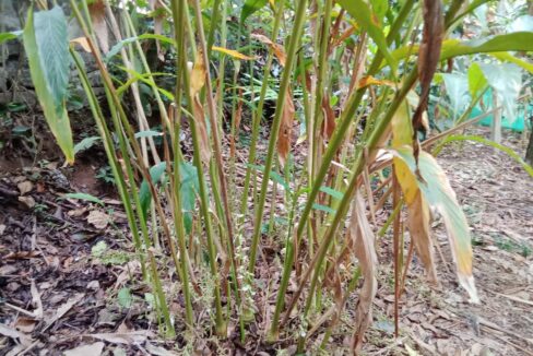 House and Agricultural Land for Lease in Kattappana