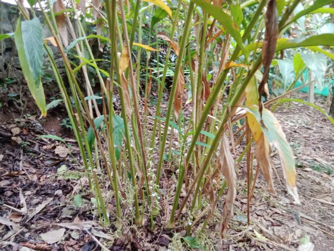 House and Agricultural Land for Lease in Kattappana