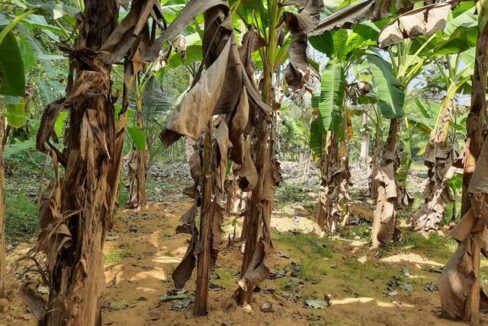 1 Acre Residential Land for Sale Near Kalampoorkavu Temple, Piravom, Ernakulam